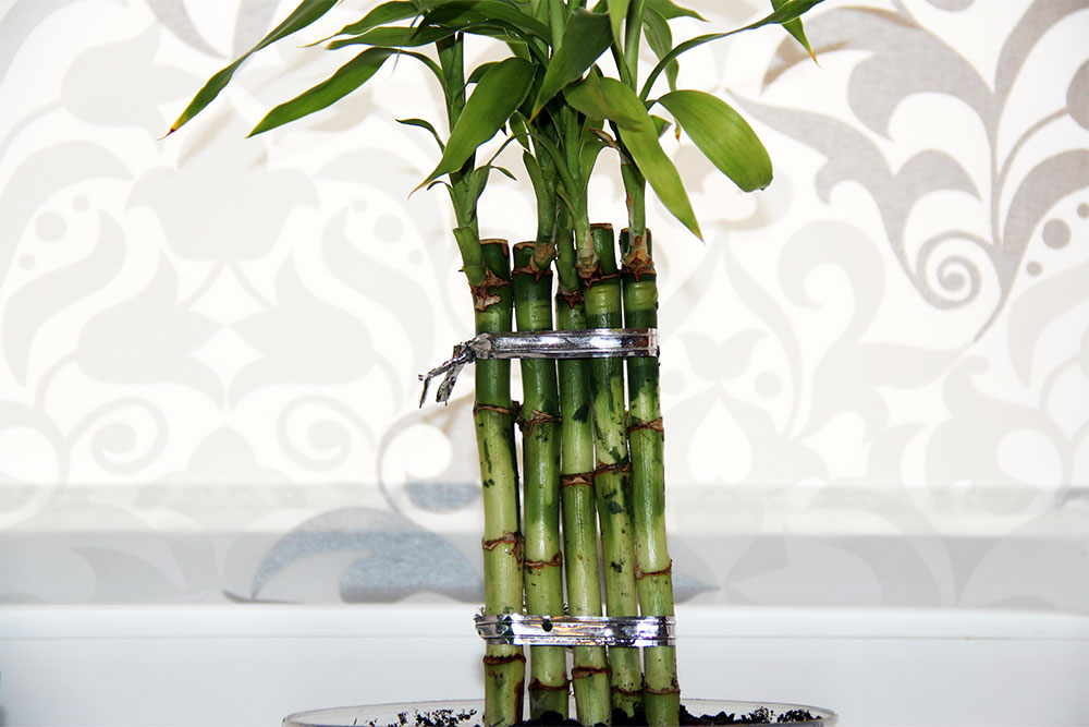 Planting, breeding and caring for bamboo at home, photo