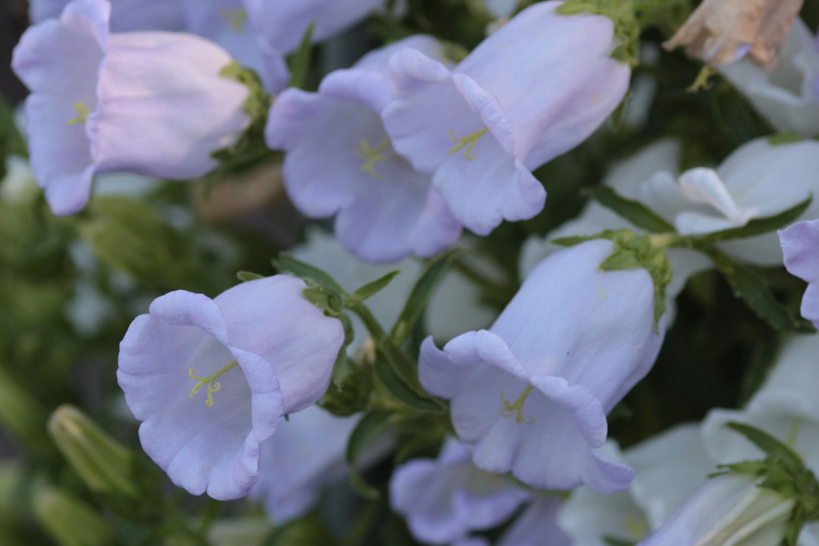 Growing a Bellflower Seed Cup and Saucer