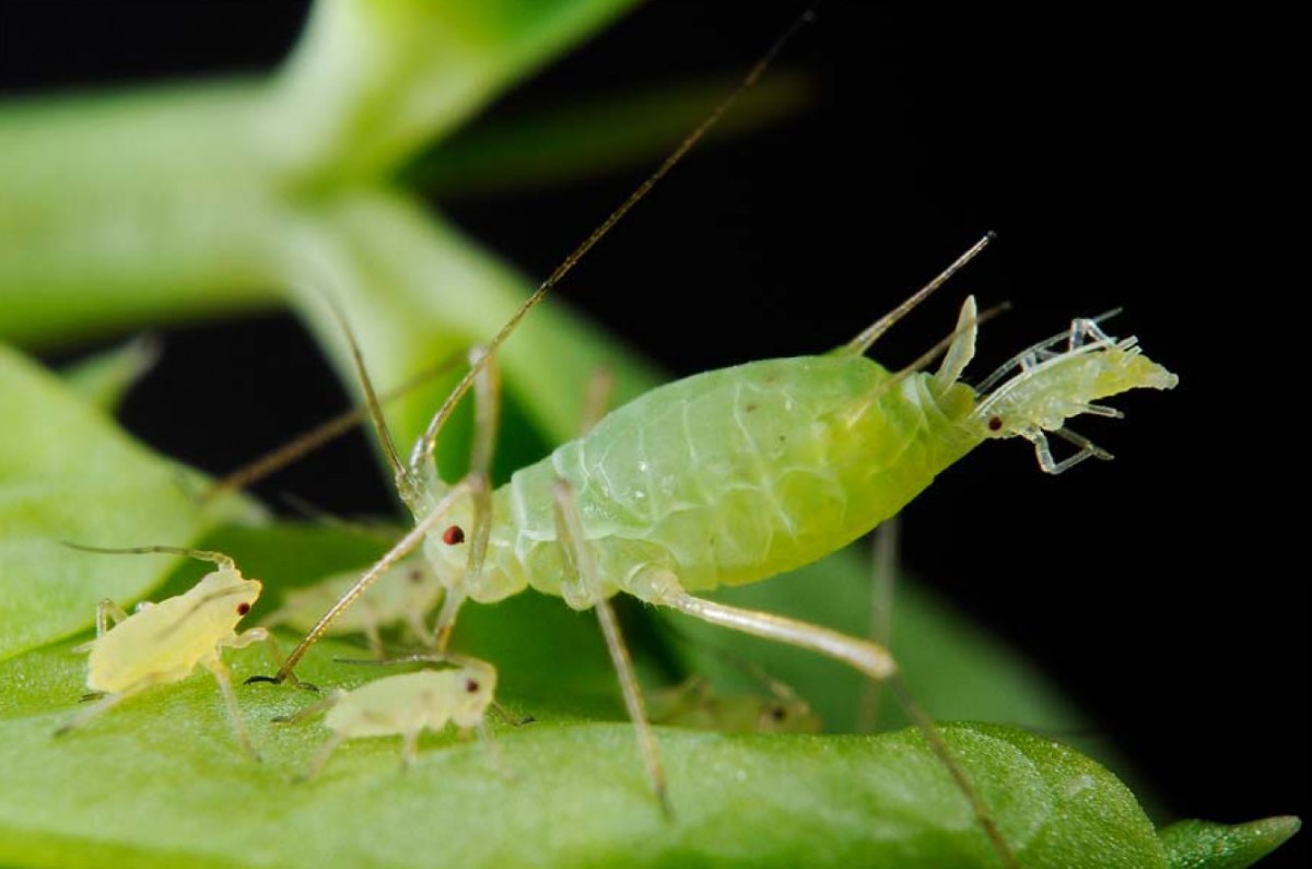 Aphids on indoor plants: how to deal with it at home?