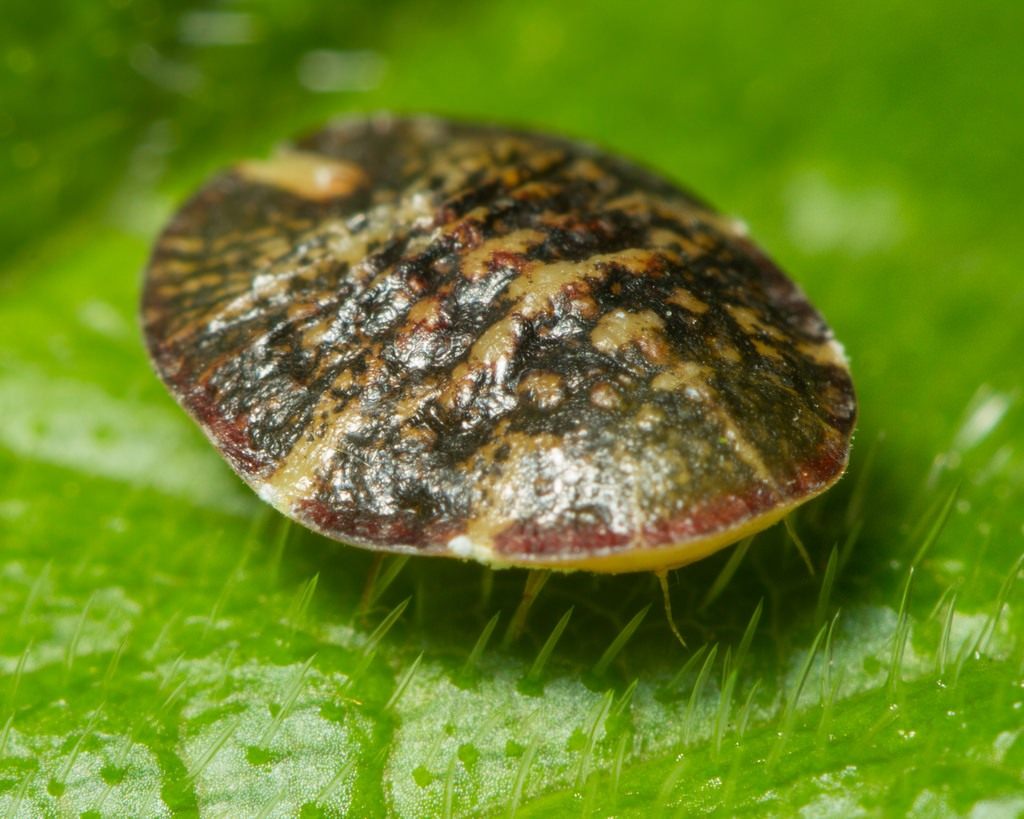 How to deal with the scale insect on indoor plants: tips and photos