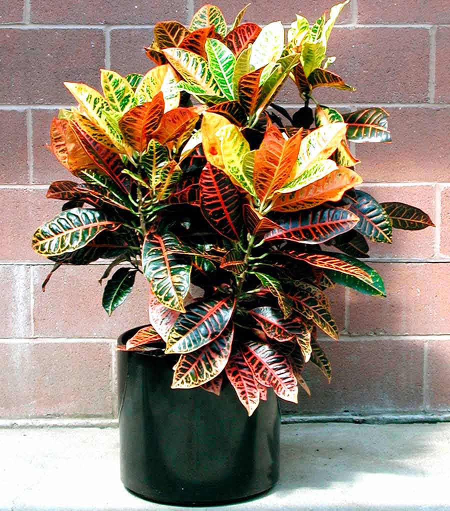 How to care for croton at home?