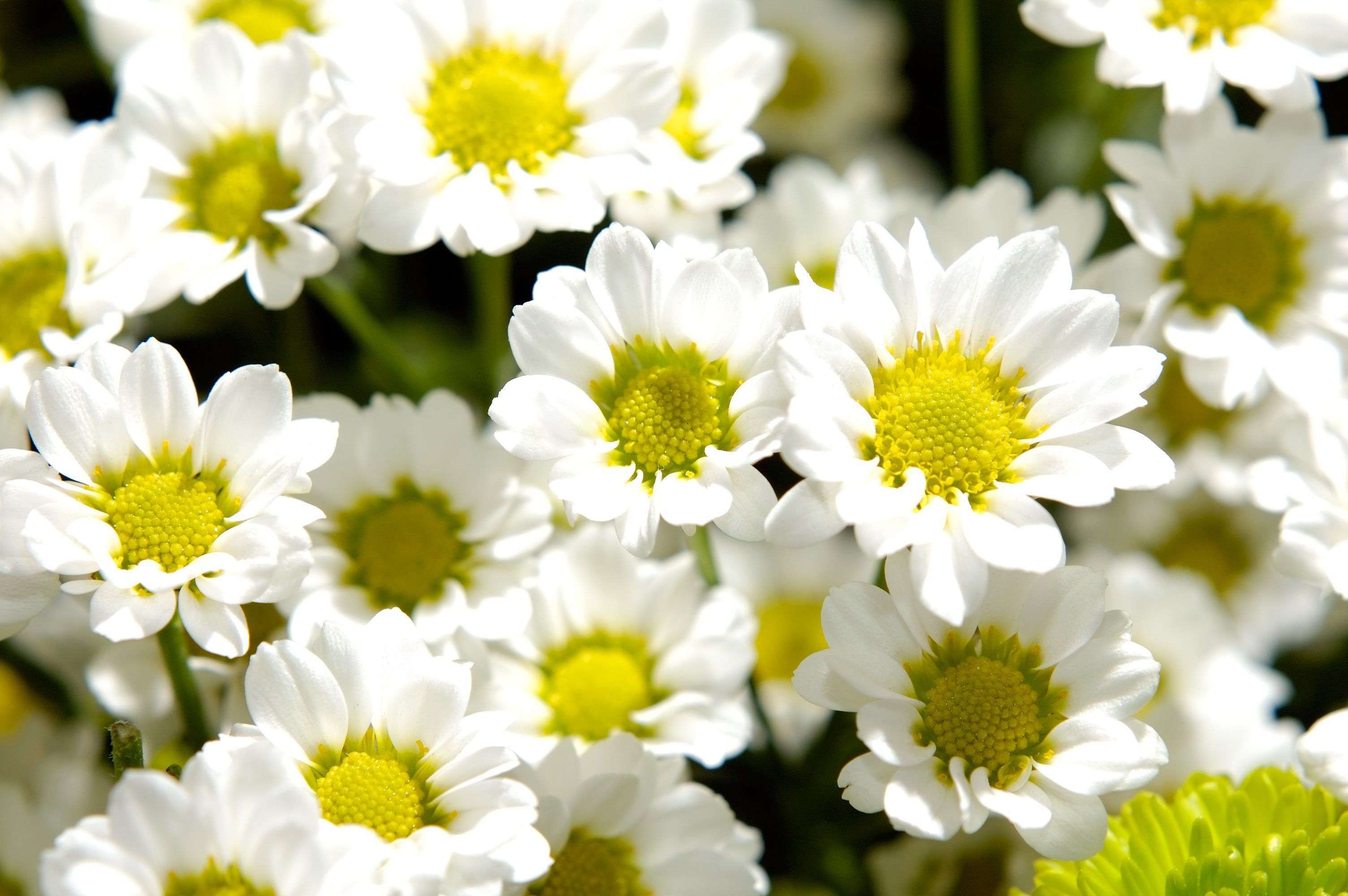 Chrysanthemum varieties, a variety of flowers and their photos