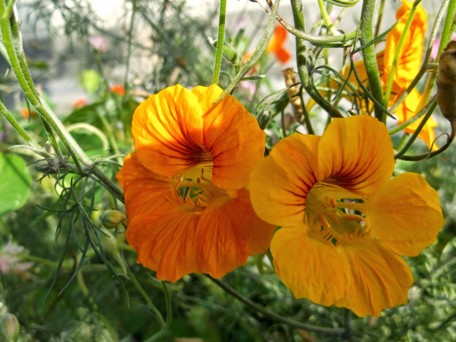 Growing nasturtium: description, photo of flowers