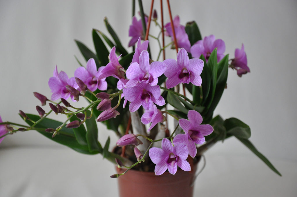 Dendrobium care at home: tips, photos