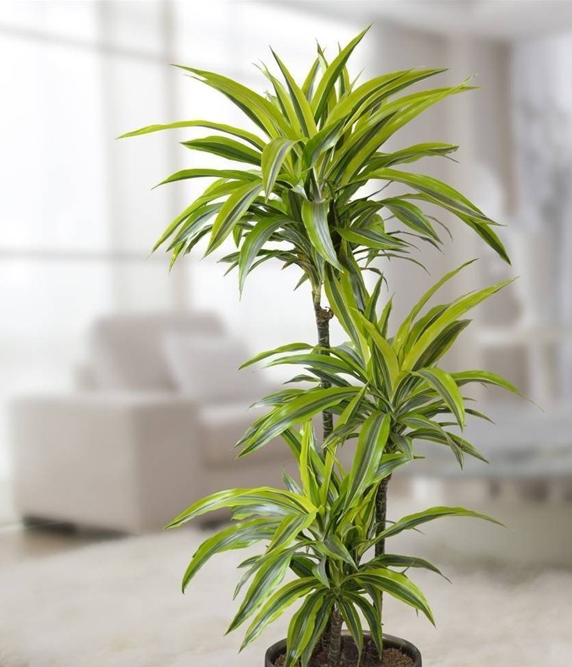 How to care for and propagate dracaena at home