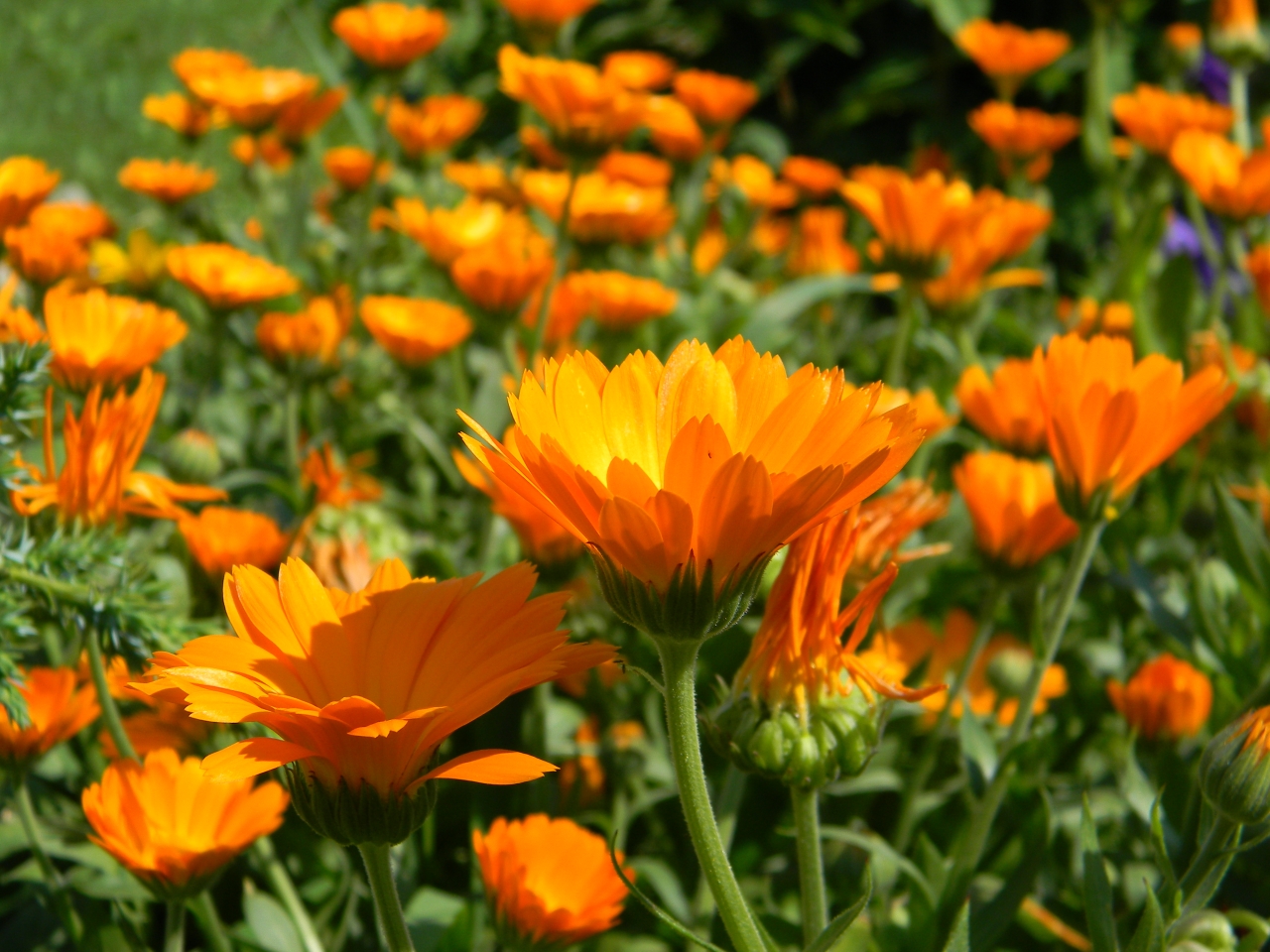 Description of marigold: pictures and photos of marigold flowers