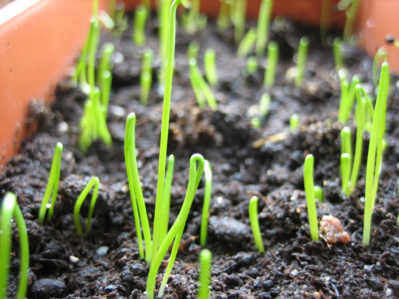 Seed onions through seedlings in one year