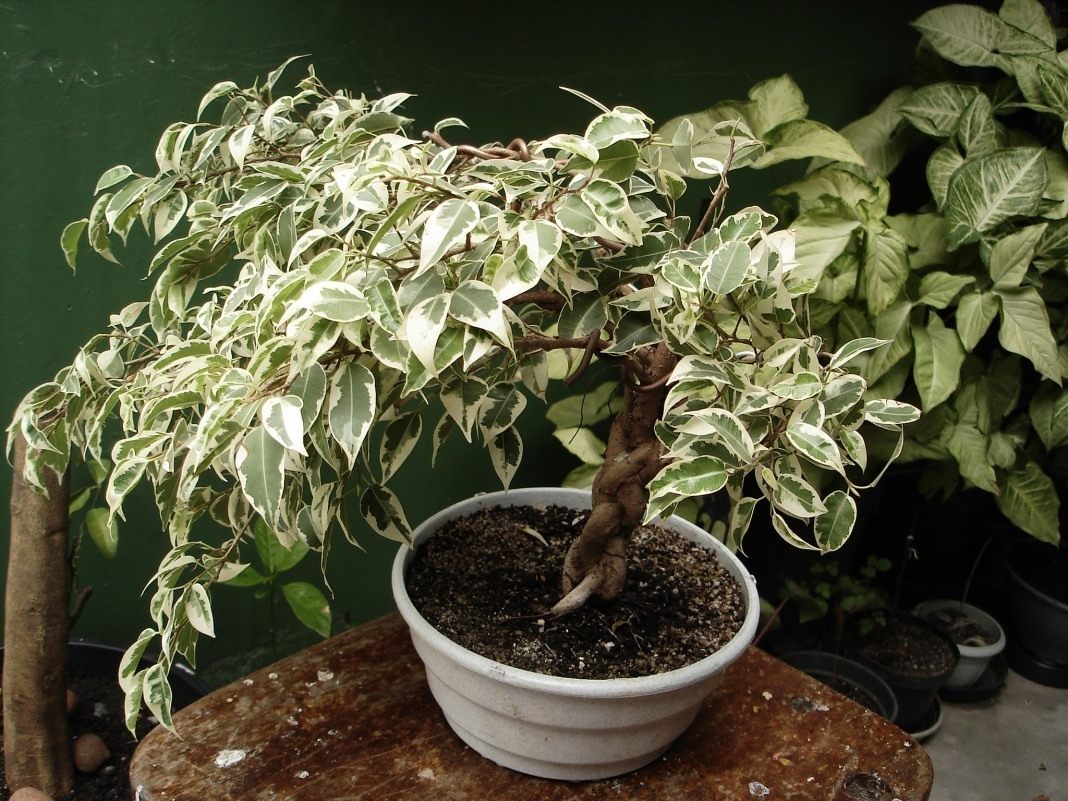 Why Benjamin's ficus does not grow - features of cultivation