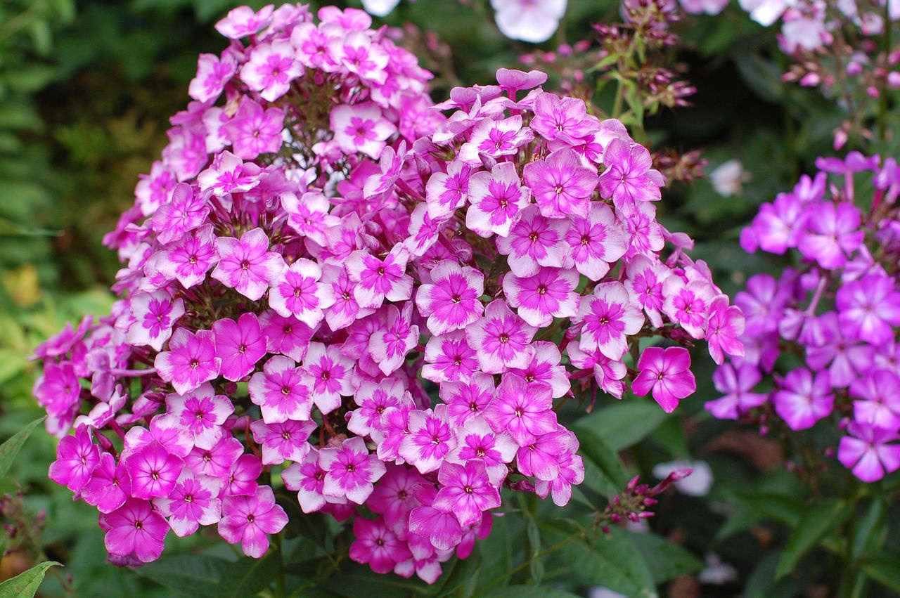 Perennial phlox: planting and care, reproduction