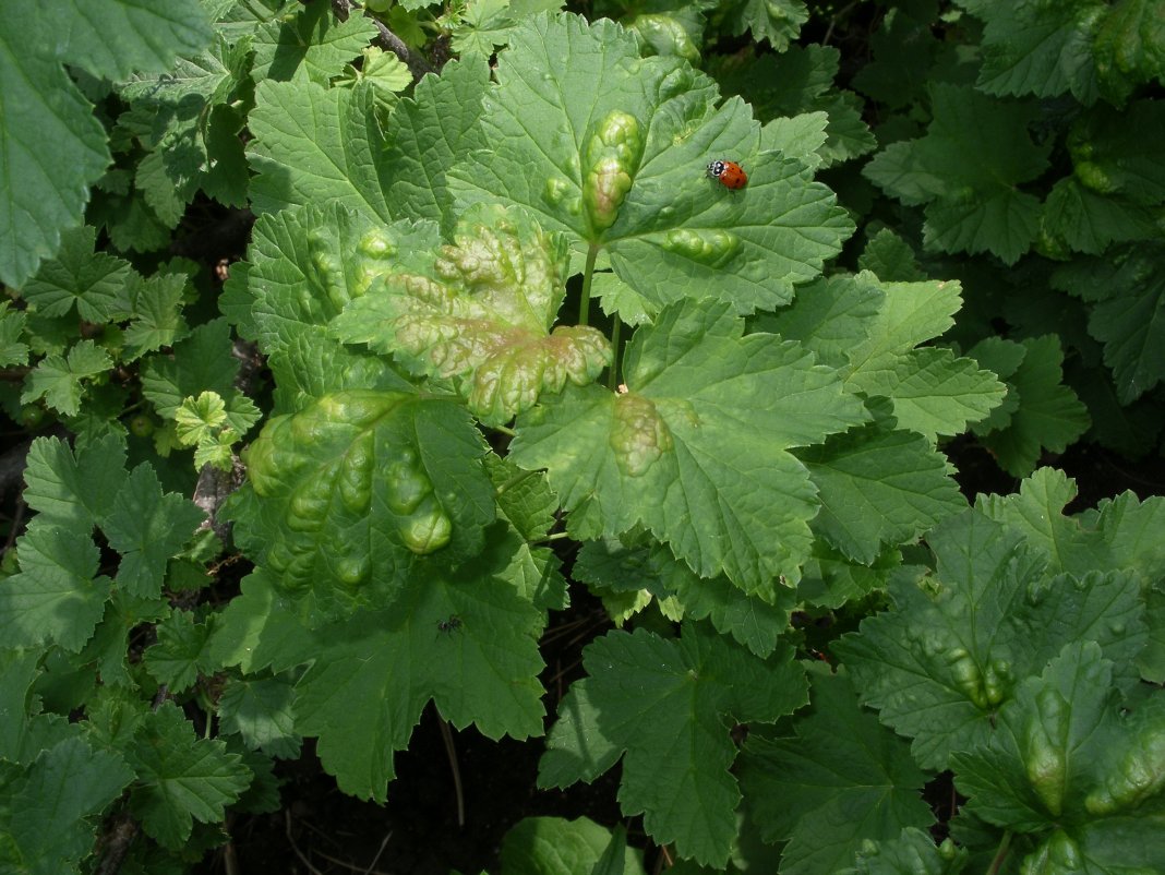 Diseases and pests of black currant: preventive measures and methods of control