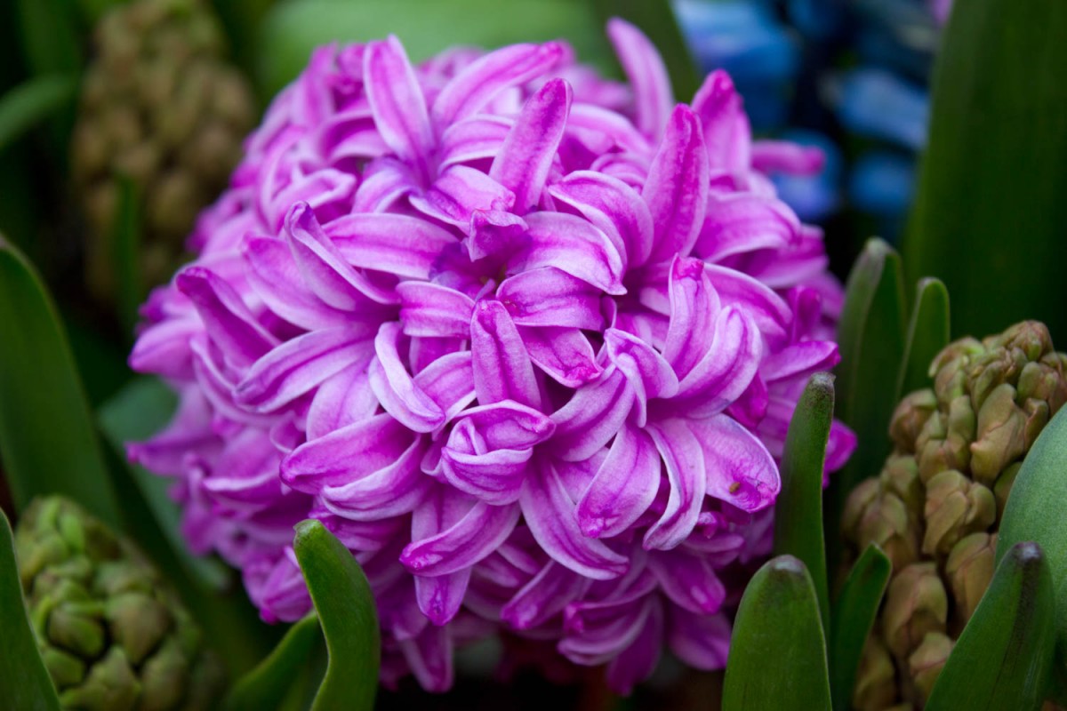 Planting hyacinths in open ground and caring for them