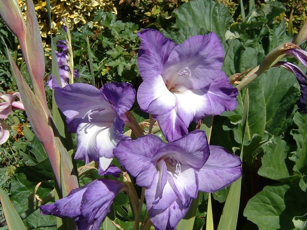 Growing gladioli, photo of flowers