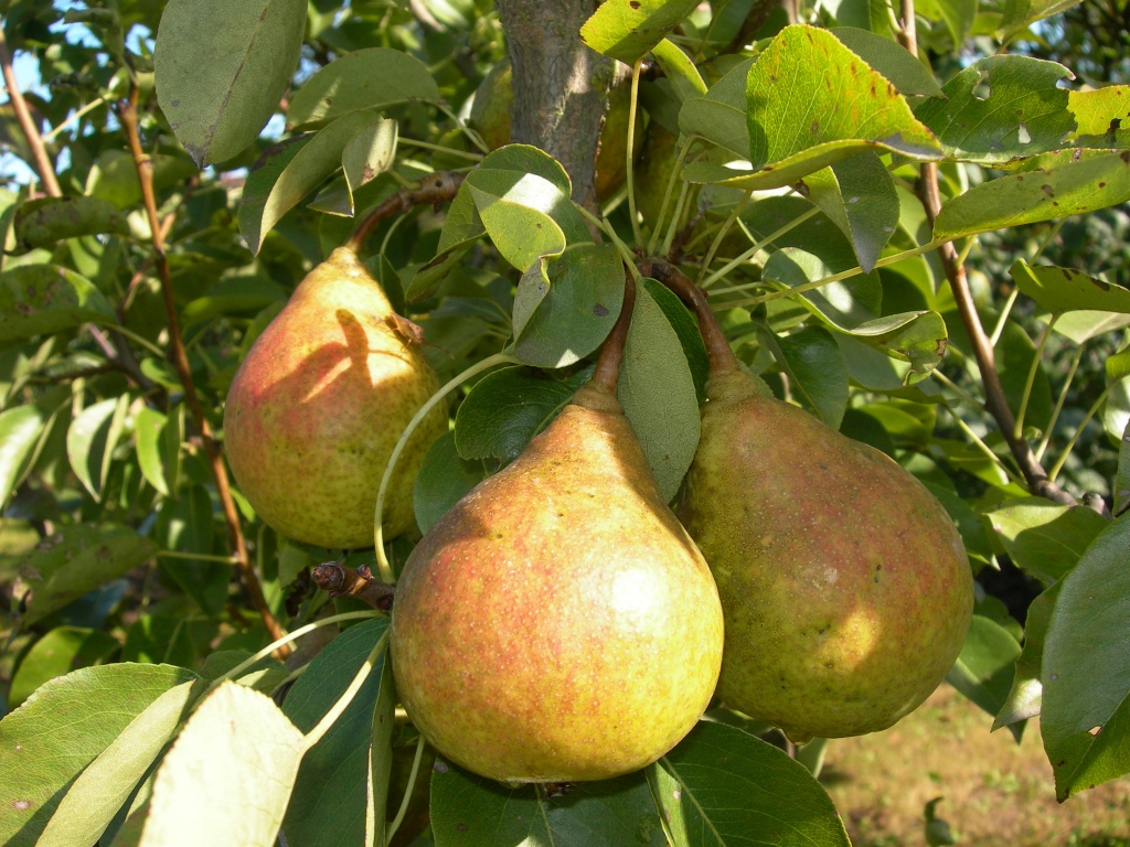 Yakovlev's Memory Pear: we grow a winter-hardy and fruitful variety