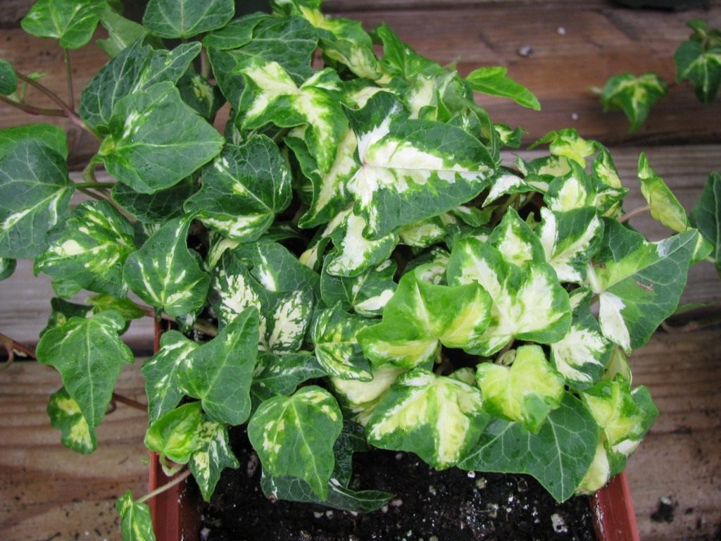 Indoor ivy: home care