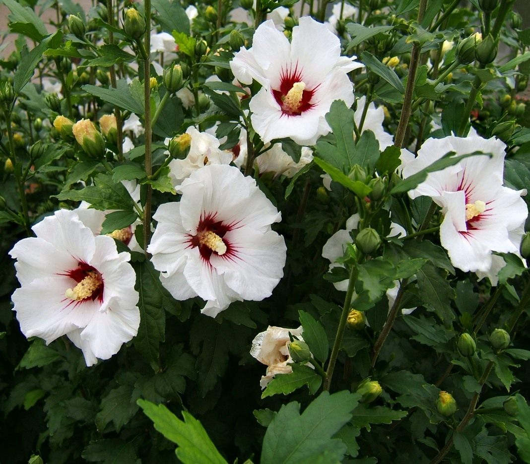 How garden hibiscus winters: growing and photos in the garden