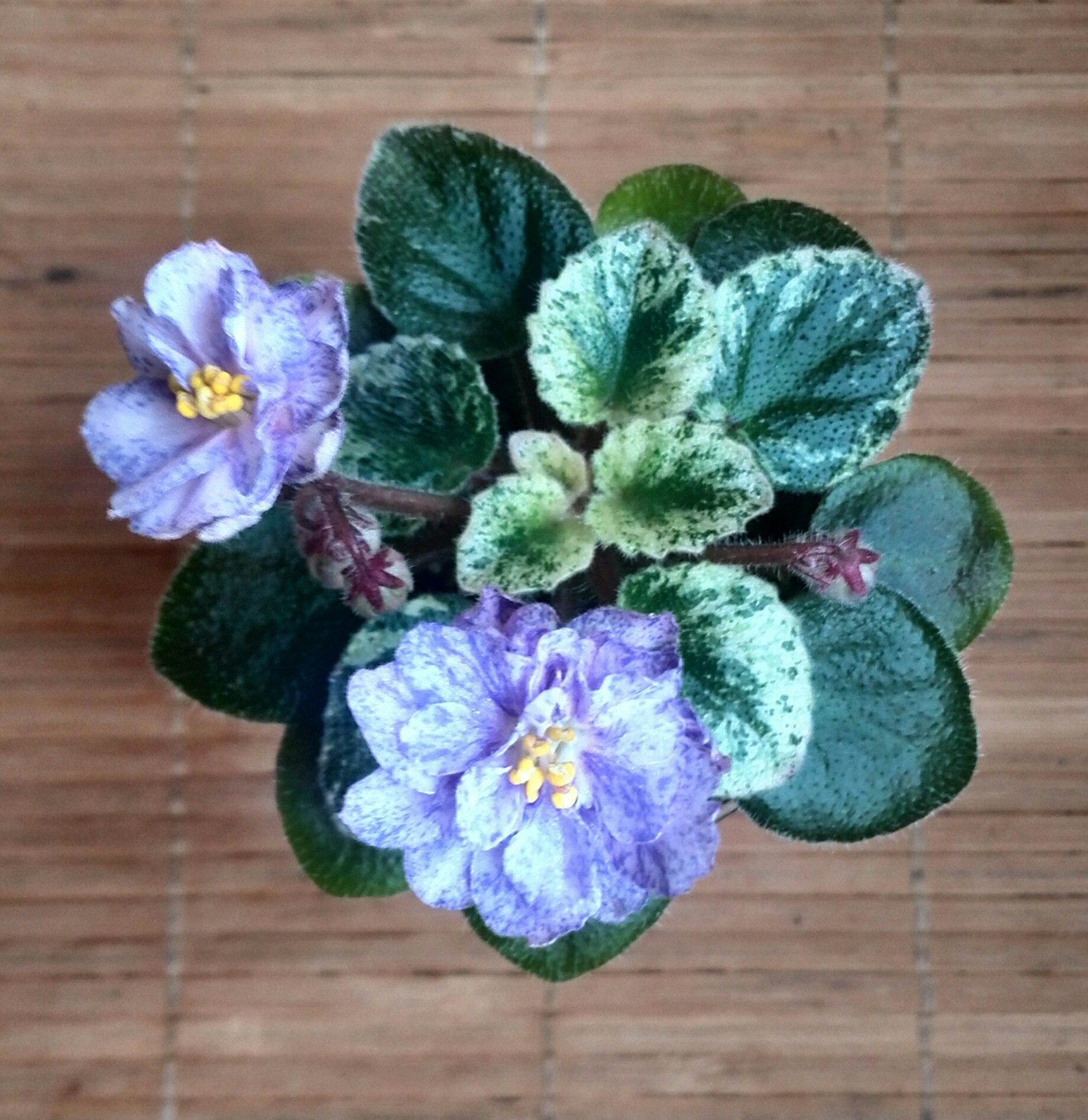 Varieties of indoor violets: photos, names of flowers