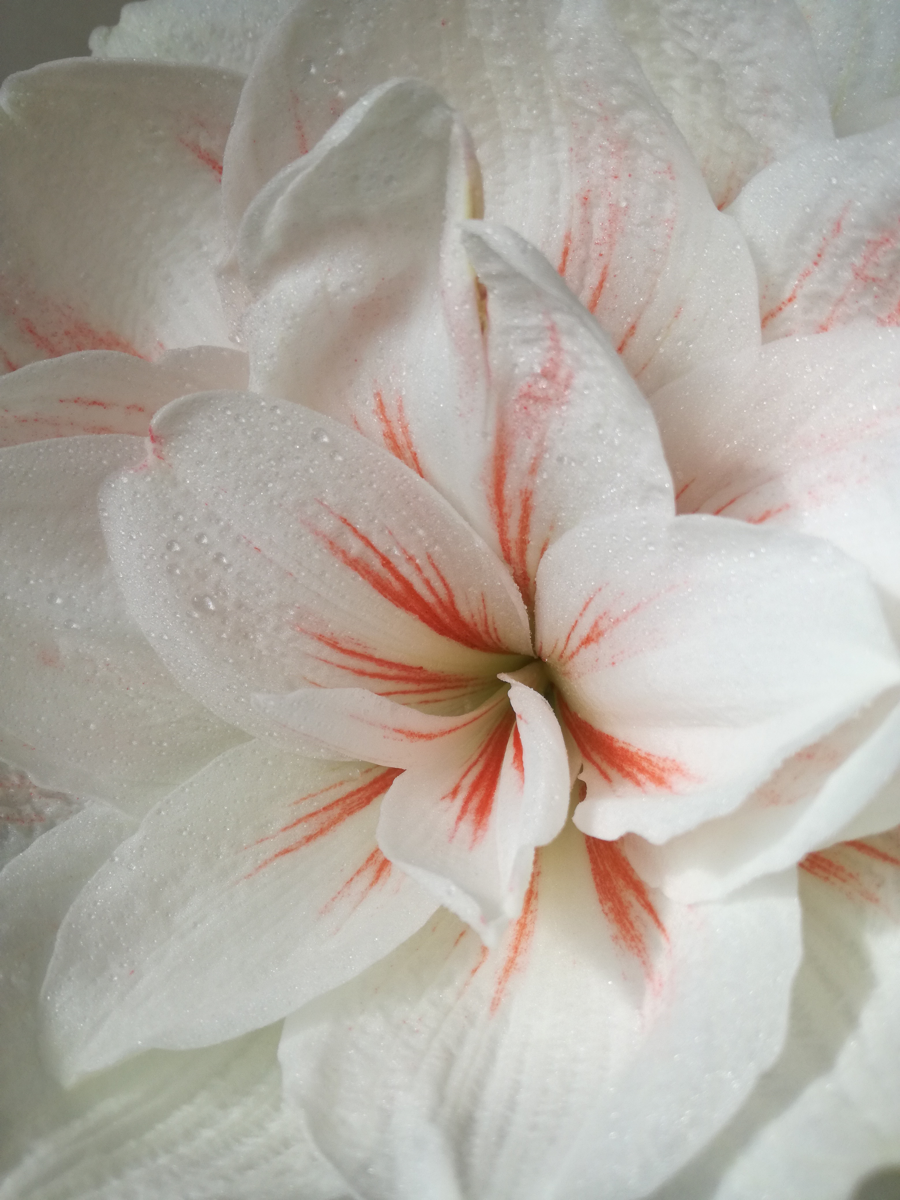 Differences between amaryllis and hippeastrum, photo of these flowers