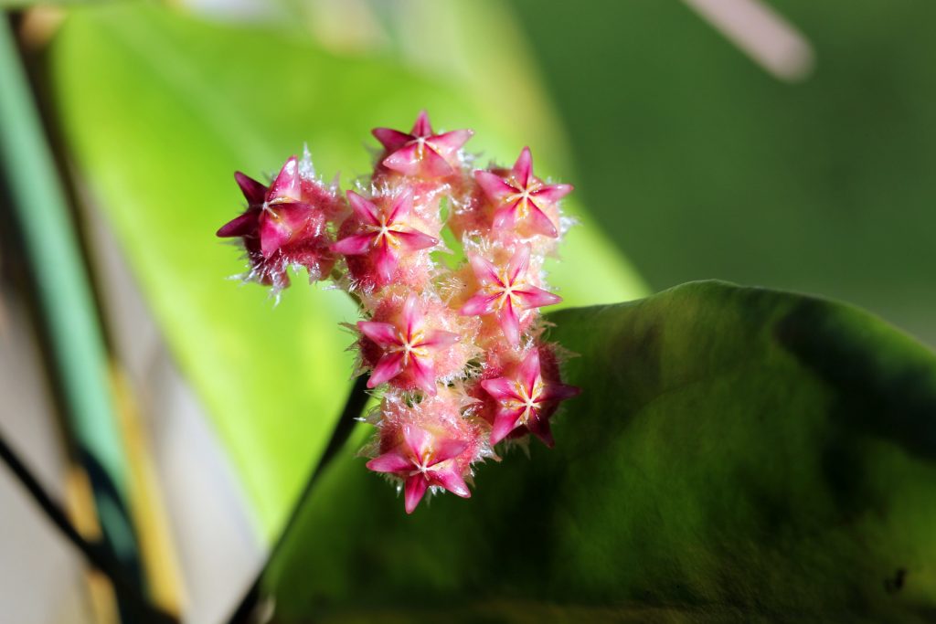 Beautiful hoya flower: is it possible to keep it at home