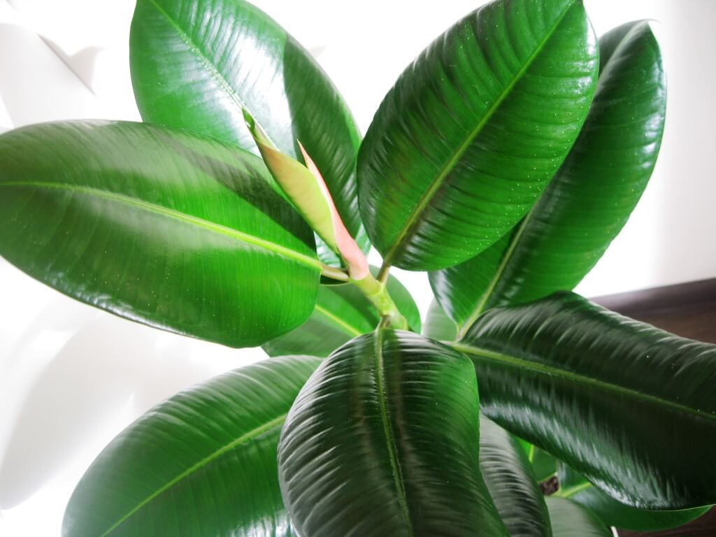 How to propagate rubber ficus at home