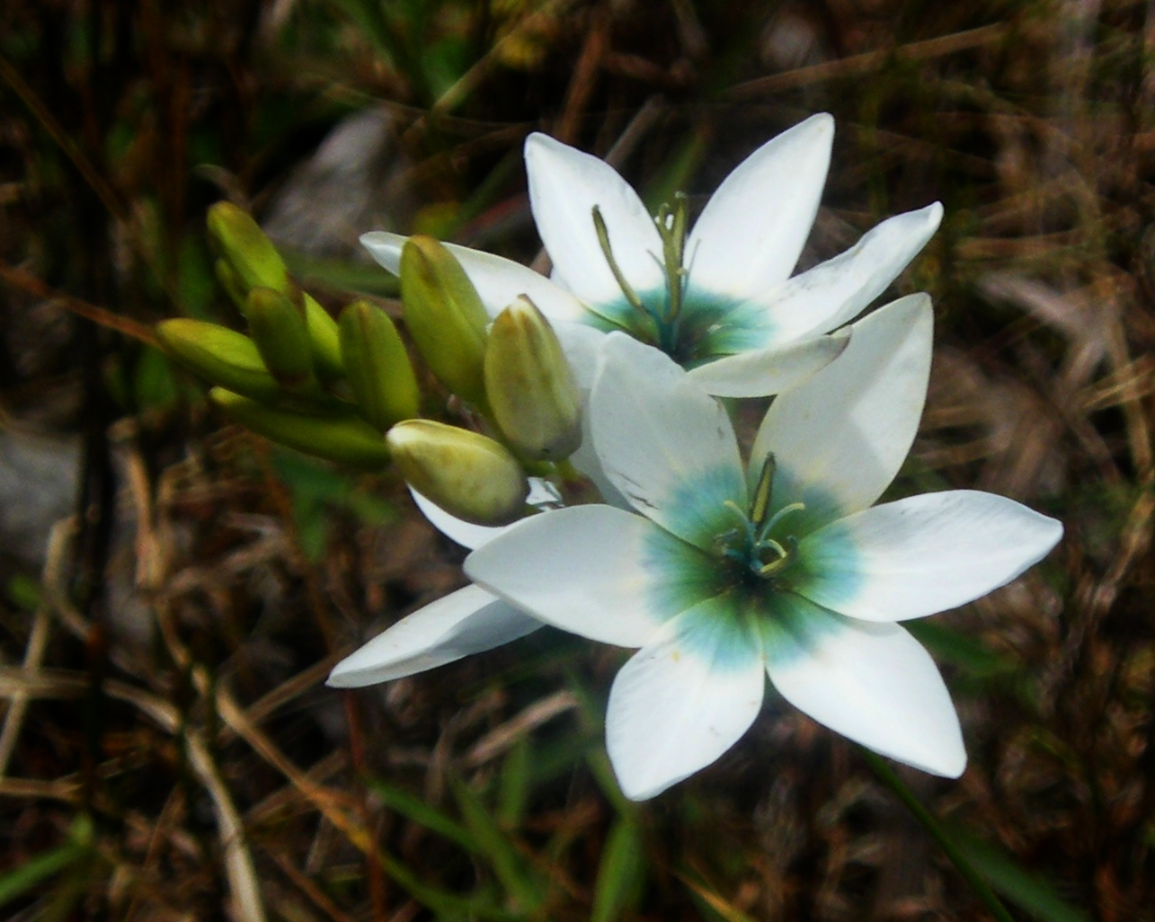 Ixia: planting and caring for an exotic flower in the open field, photo