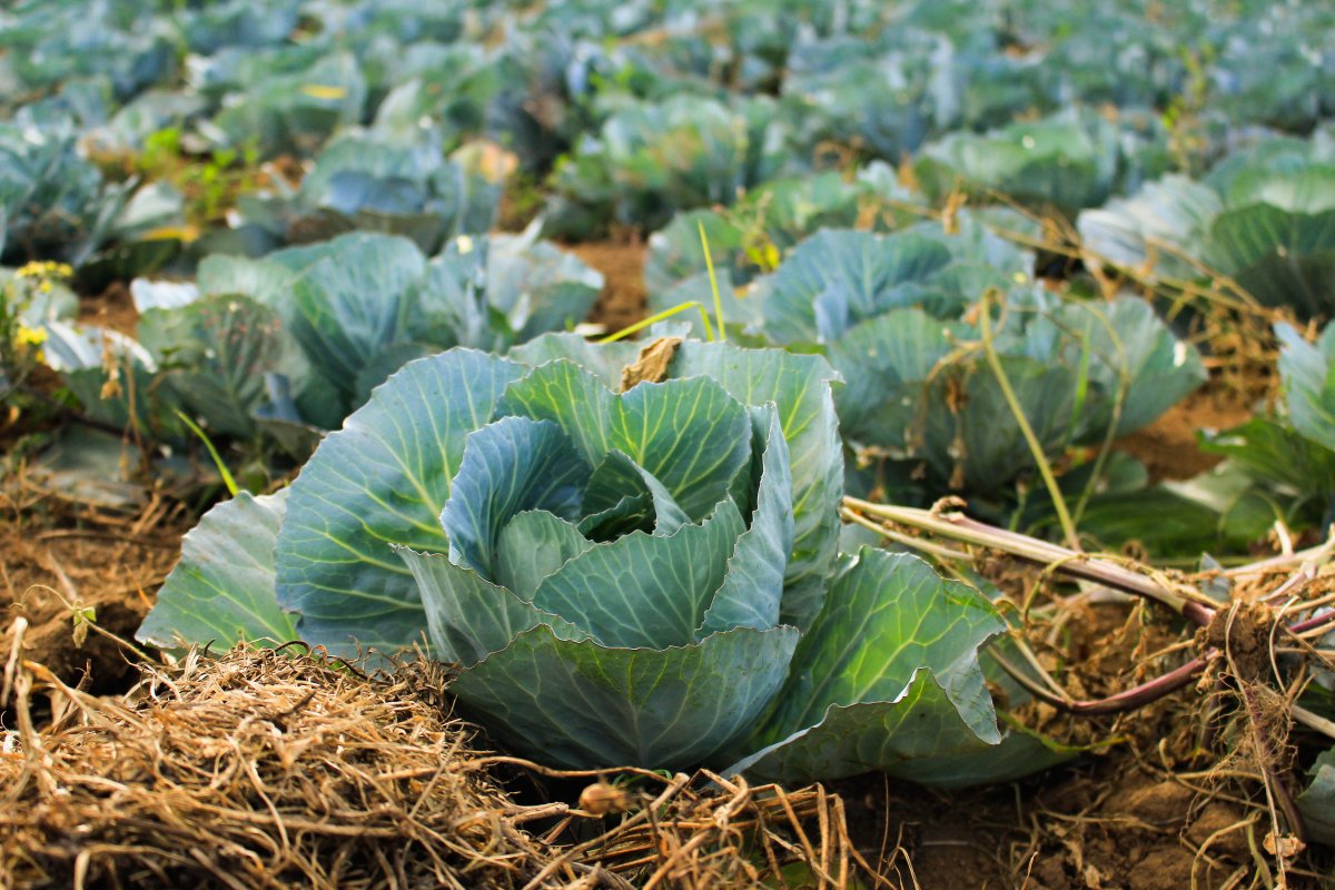 White cabbage varieties: photos and names