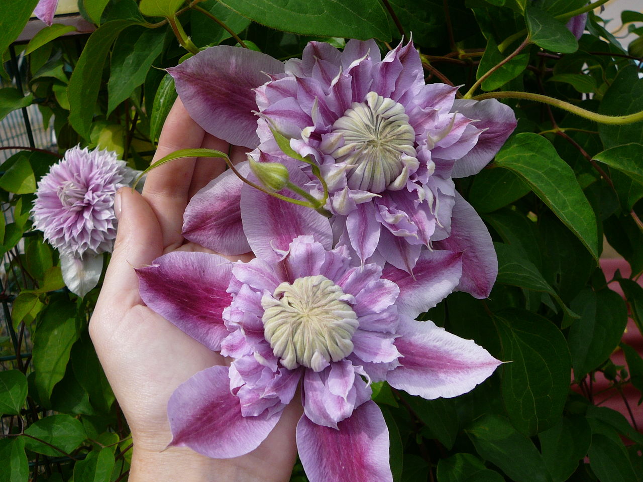 Self-planting and clematis care