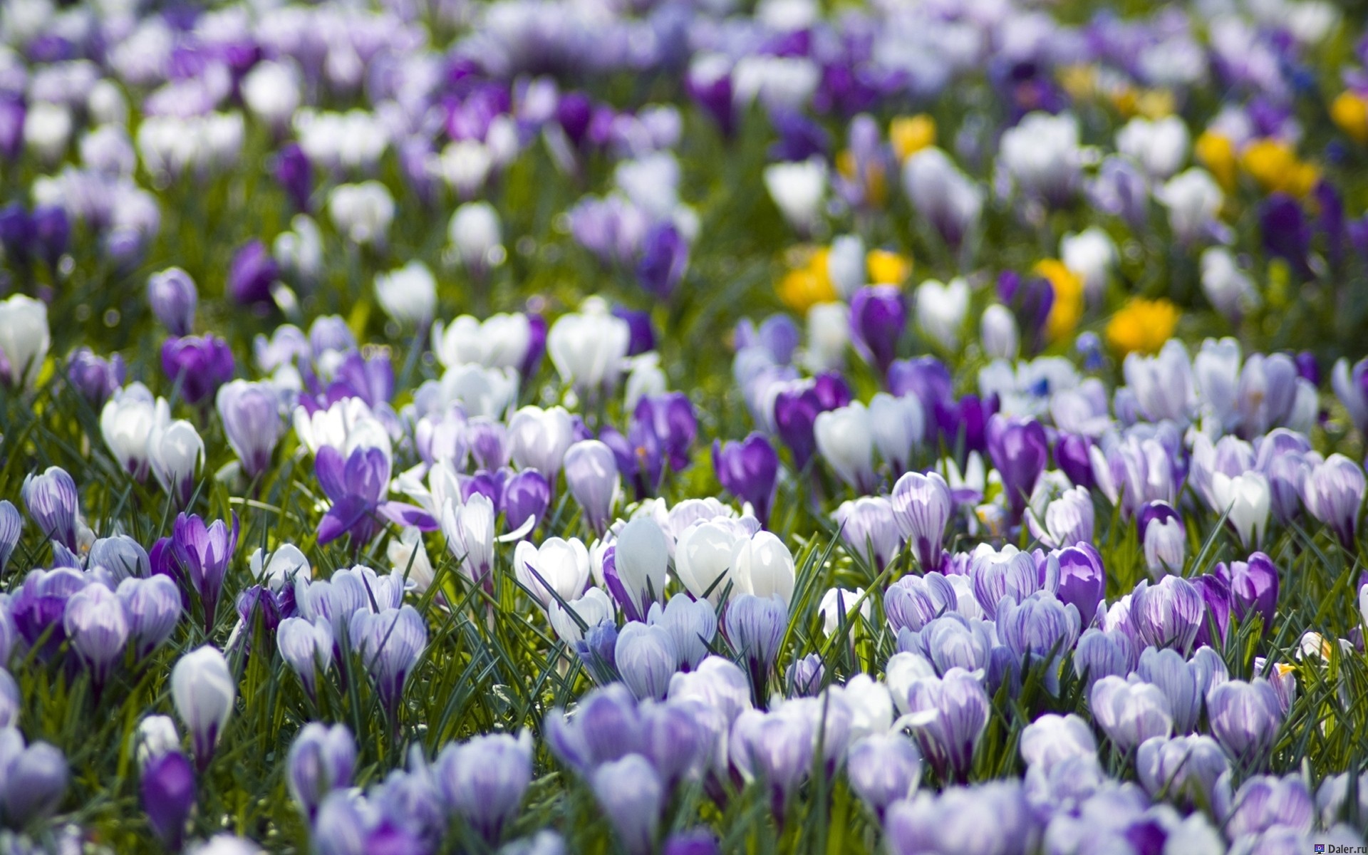 Crocus flowers: growing at home, planting and care