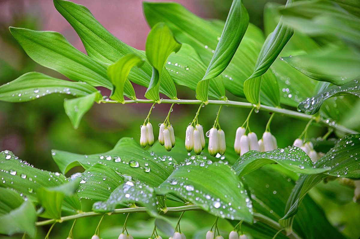 Shade-loving perennial and annual flowers in the garden, blooming all summer