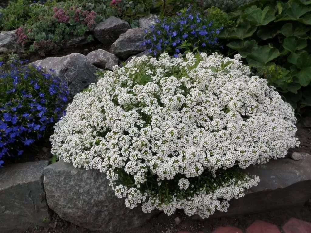 Growing alyssum: when and how to plant it from seeds