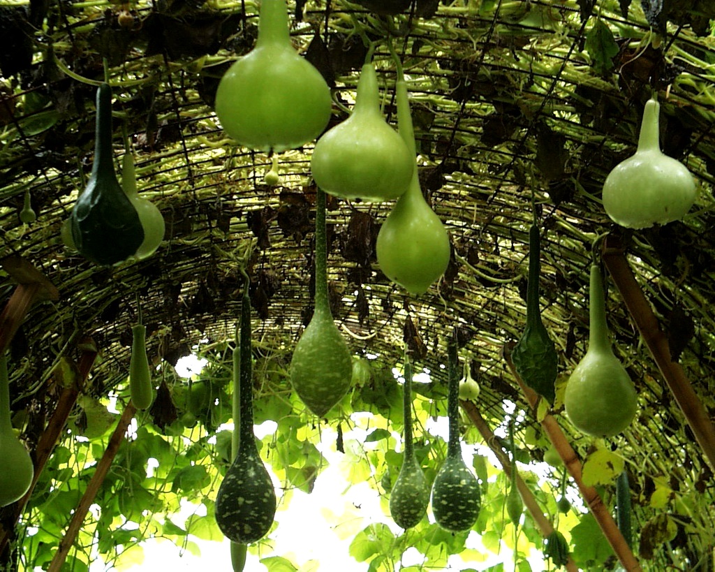 Unique pumpkin - bottle lagenaria: photo and description