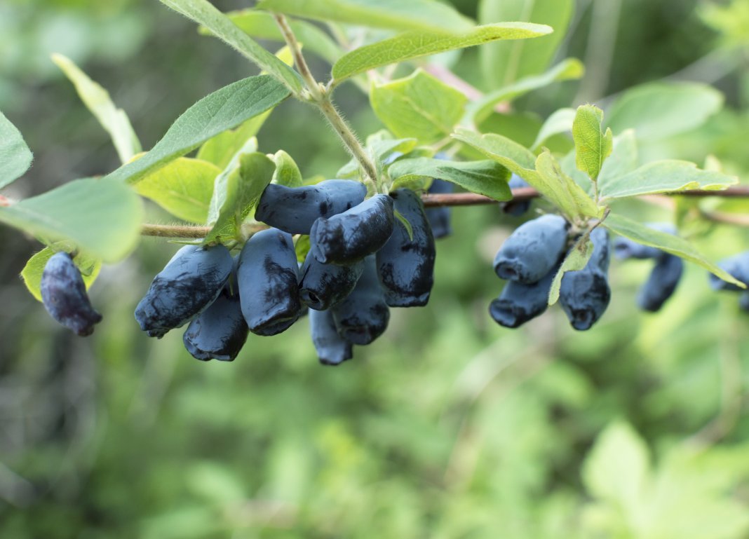 Everything about pruning honeysuckle: types, terms, goals, objectives and pruning technology