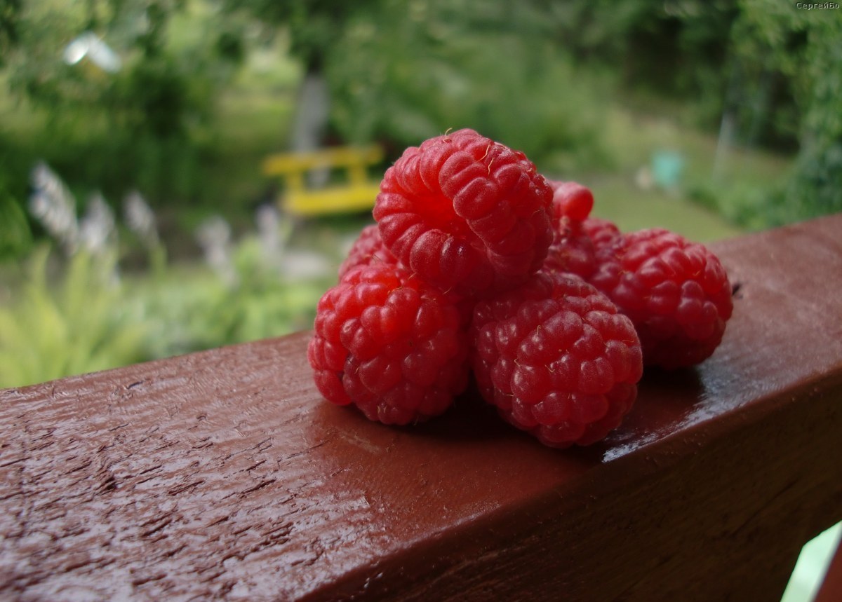 Raspberry Brilliant - a variety for a harsh climate, advantages and disadvantages.