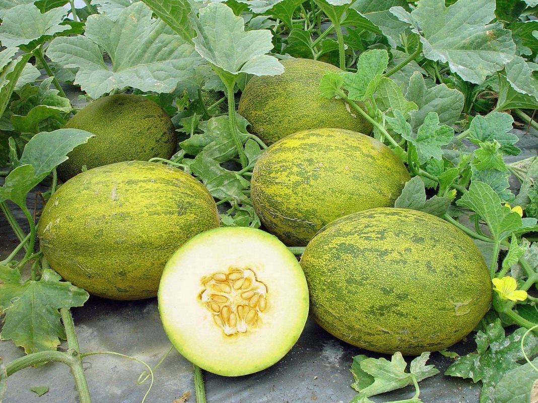 How to grow a melon outdoors: how and when to plant it, how to care for it, when to harvest