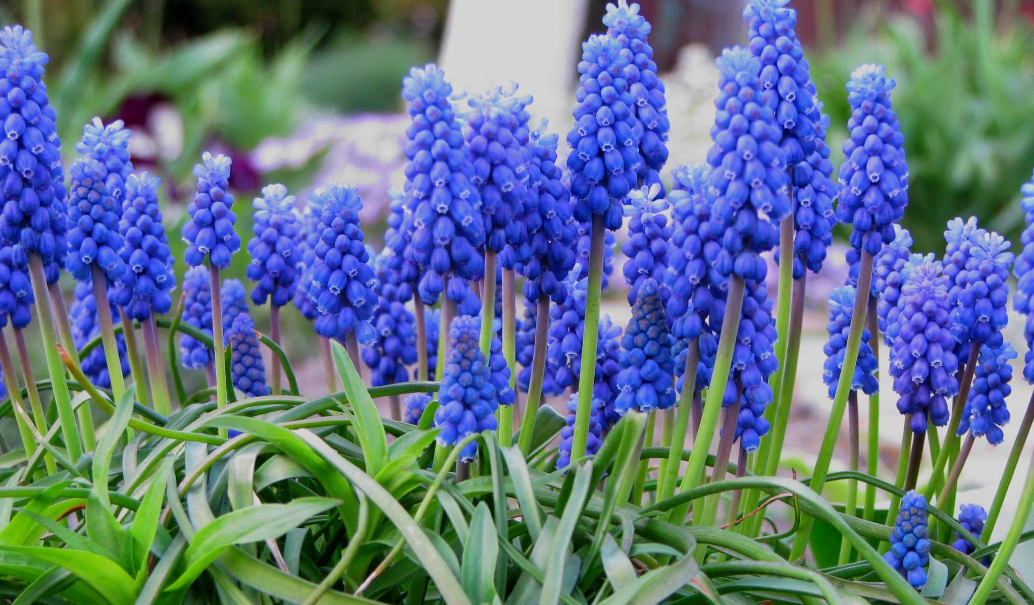 Planting muscari and outdoor care: tips and photos