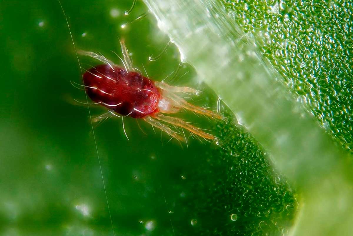 Spider mite on indoor plants: how to fight at home?