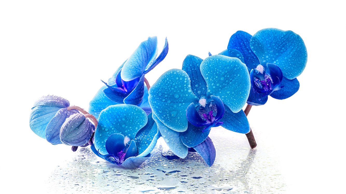 Blue and blue orchids: beauty from nature or human intervention