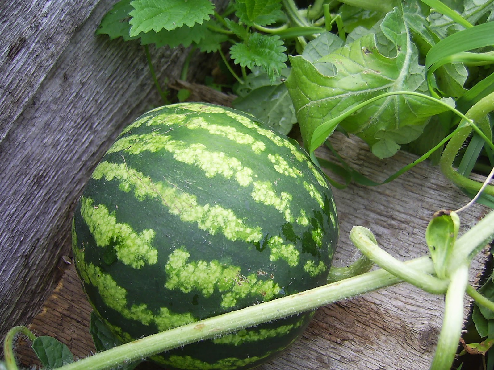 Watermelons in flower beds near Moscow: varieties for the Moscow region, agricultural technology and care features