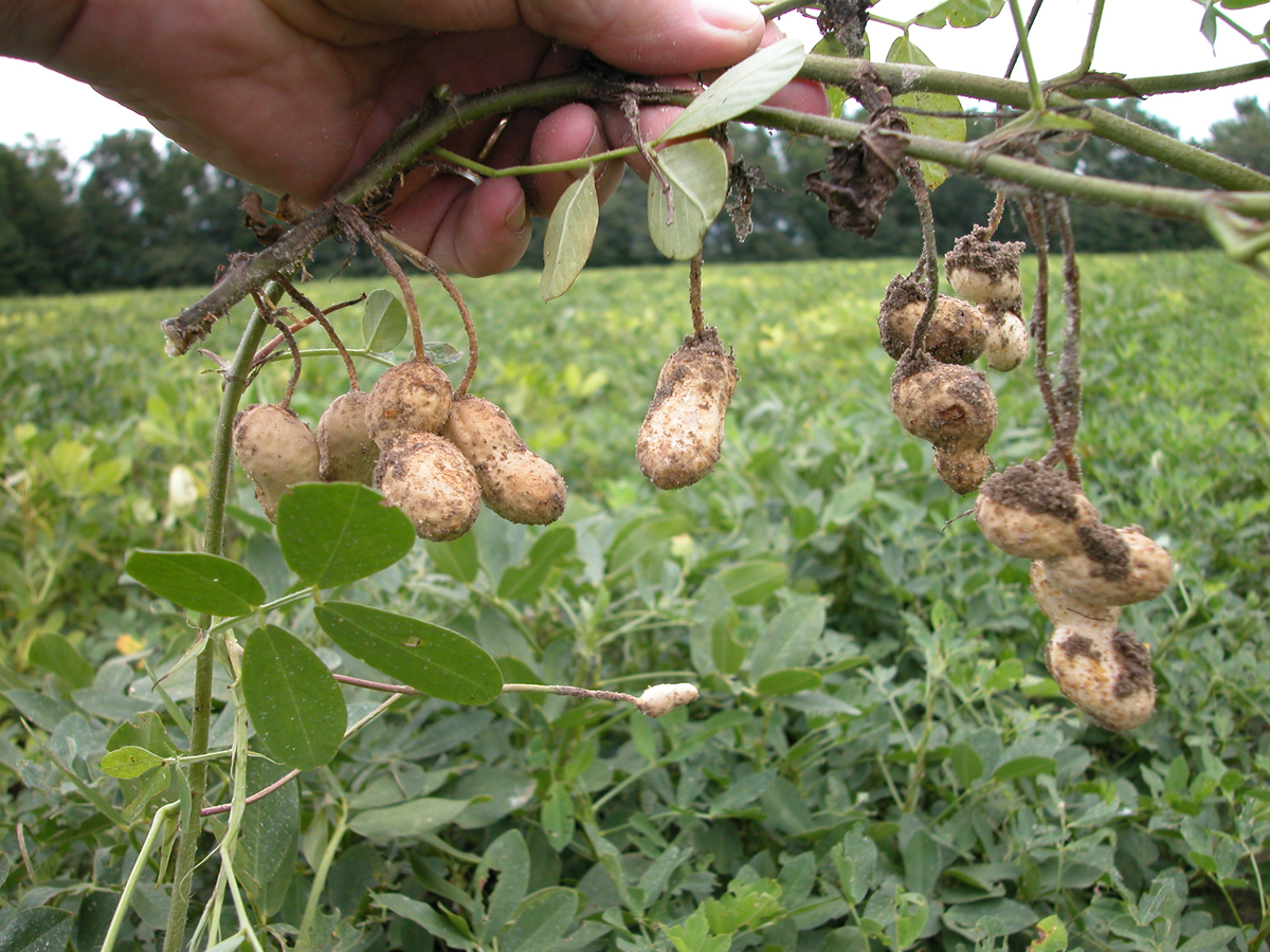 Where and how peanuts grow in Russia: tips and photos