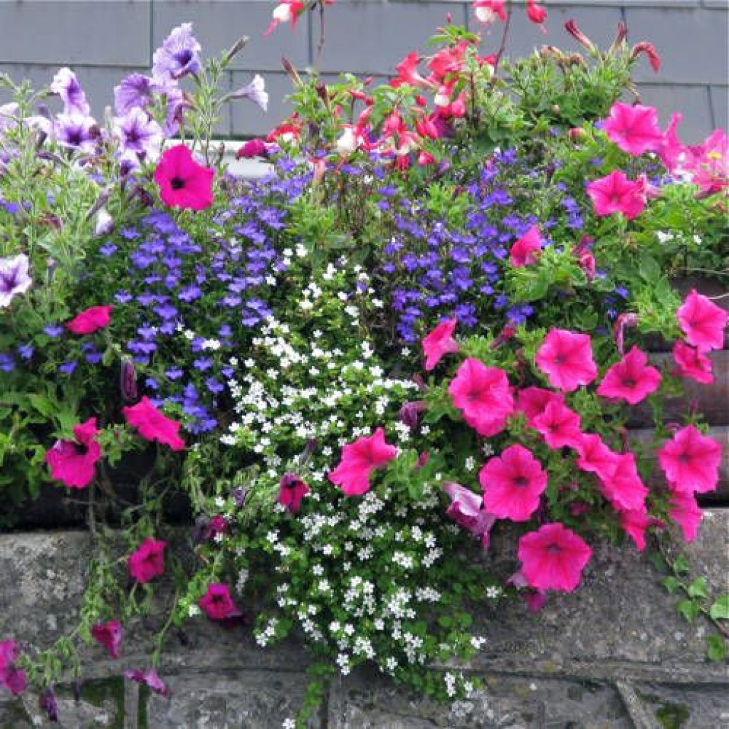 Making petunia flower beds in the garden: photos and examples