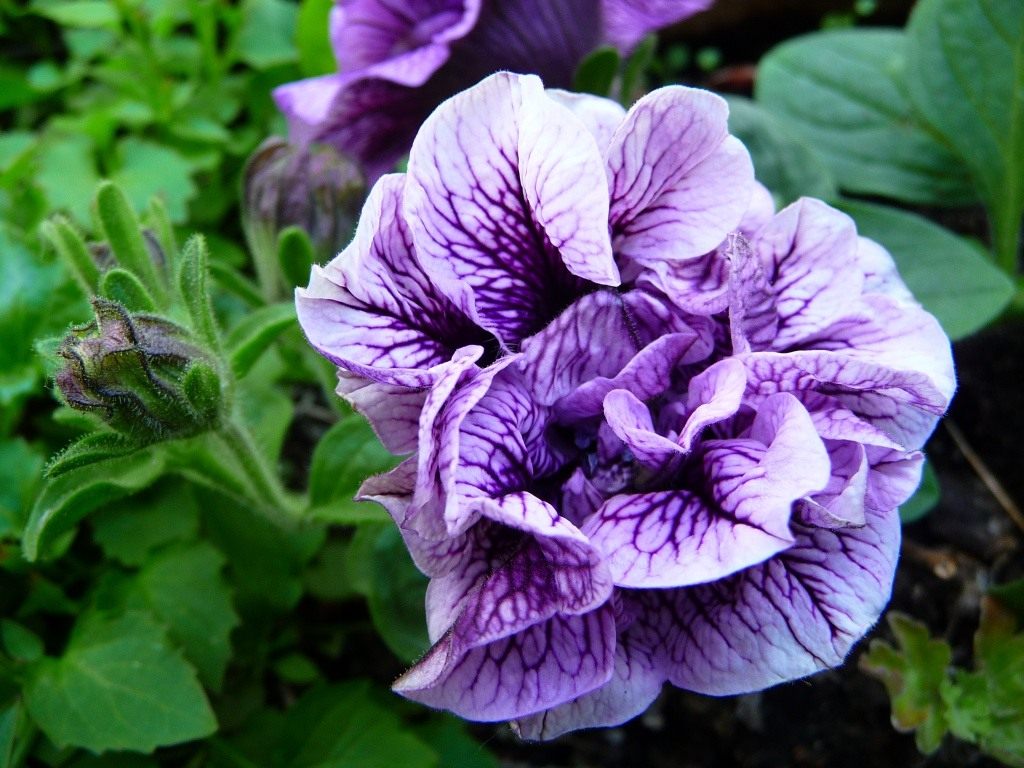 How to feed young petunia seedlings for growth