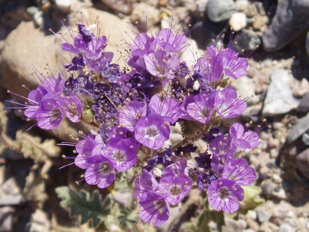 Phacelia california bell: care and growing from seeds