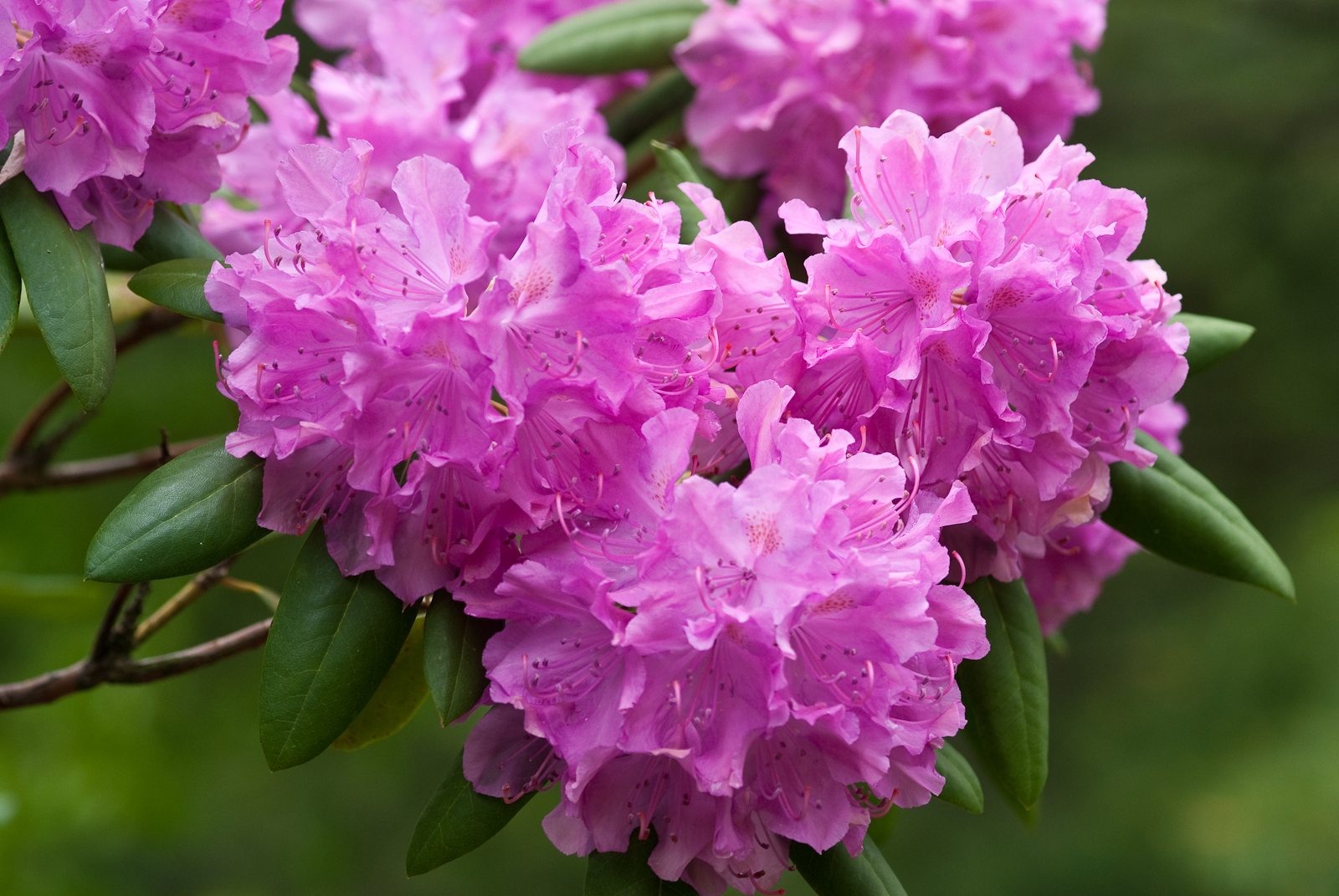 Planting and caring for a garden rhododendron: tips, photos