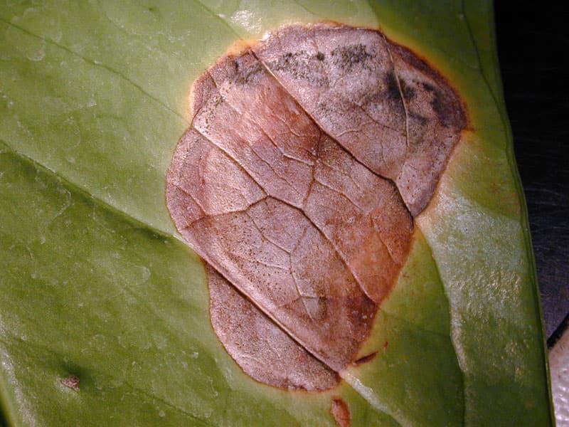 How to treat diseases of the leaves of anthurium: photo and description