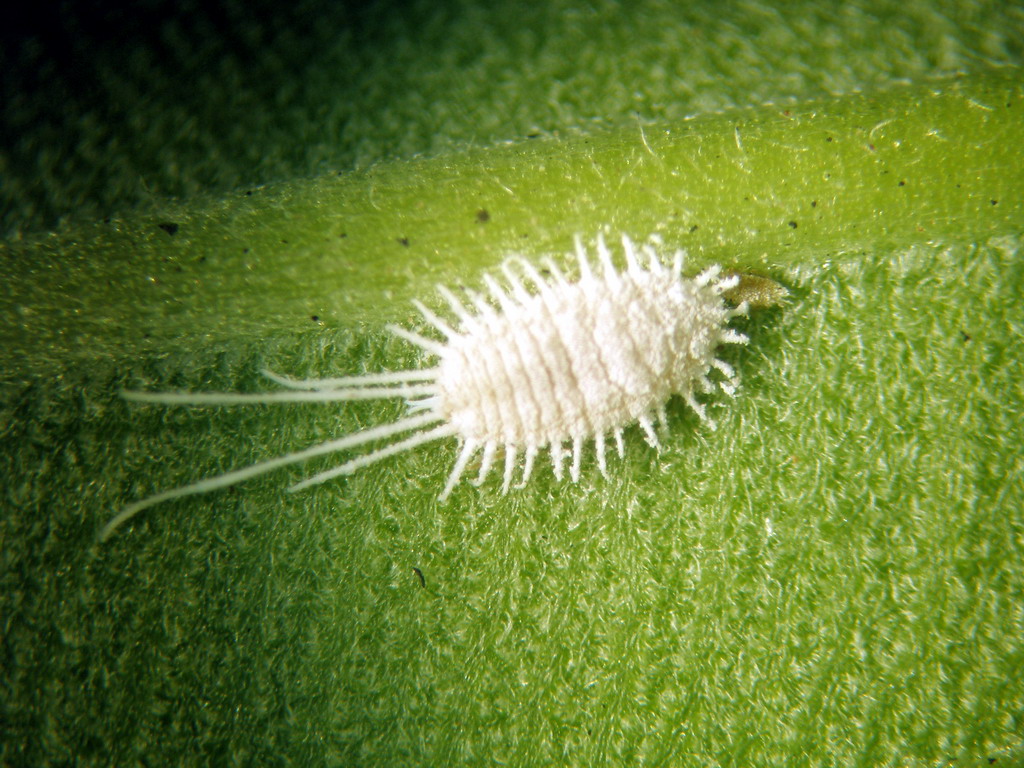 How to deal with mealybugs on indoor plants?