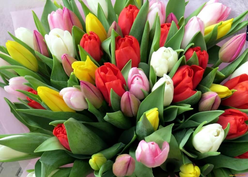 How to grow tulips by March 8 at home