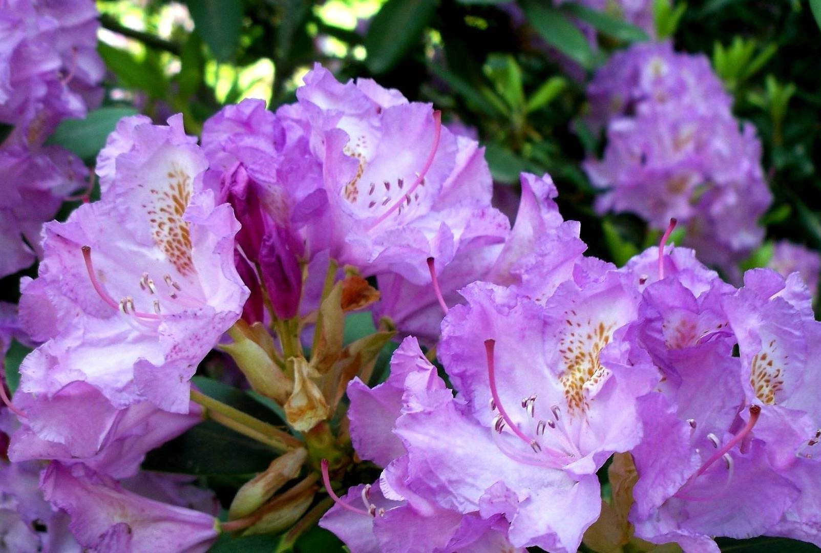 Rhododendron: useful properties of the plant, growing technology and care