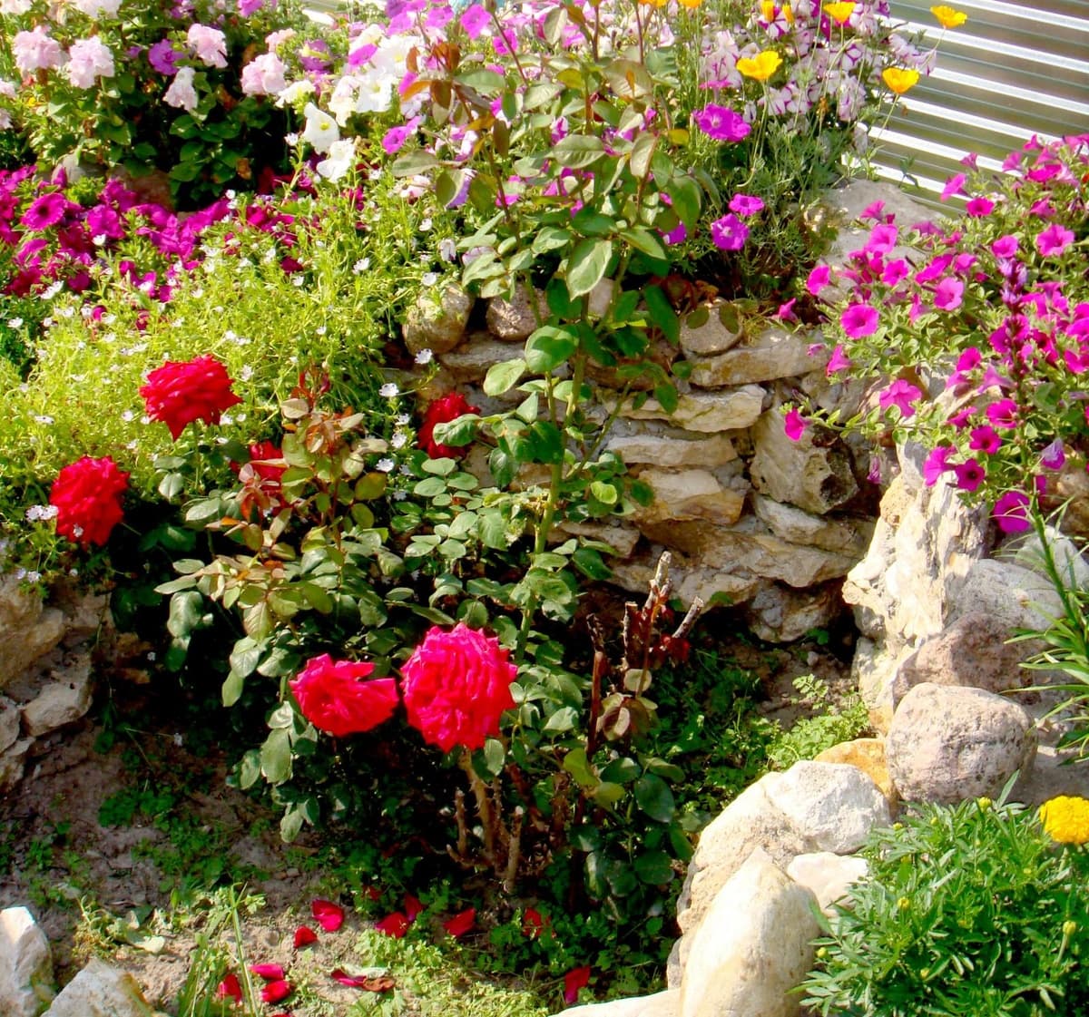 DIY rose garden in the country: tips and photos