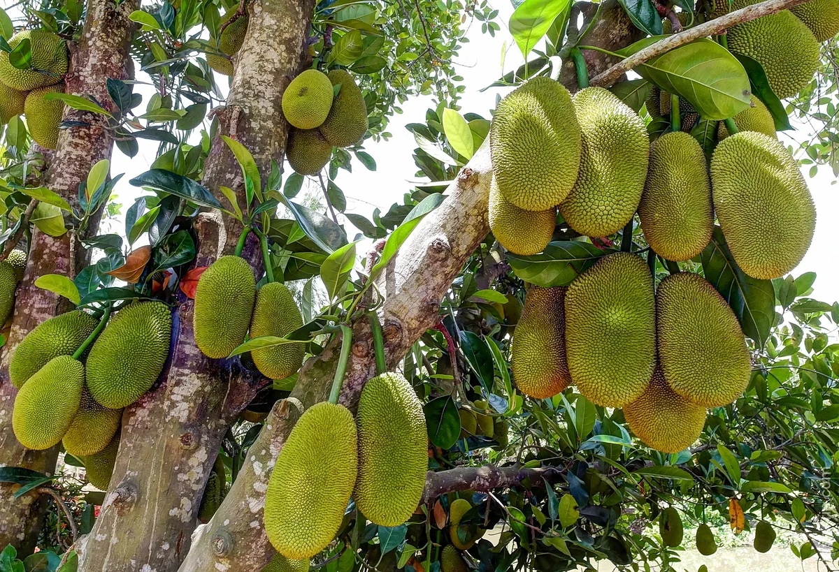 Breadfruit: photo, description