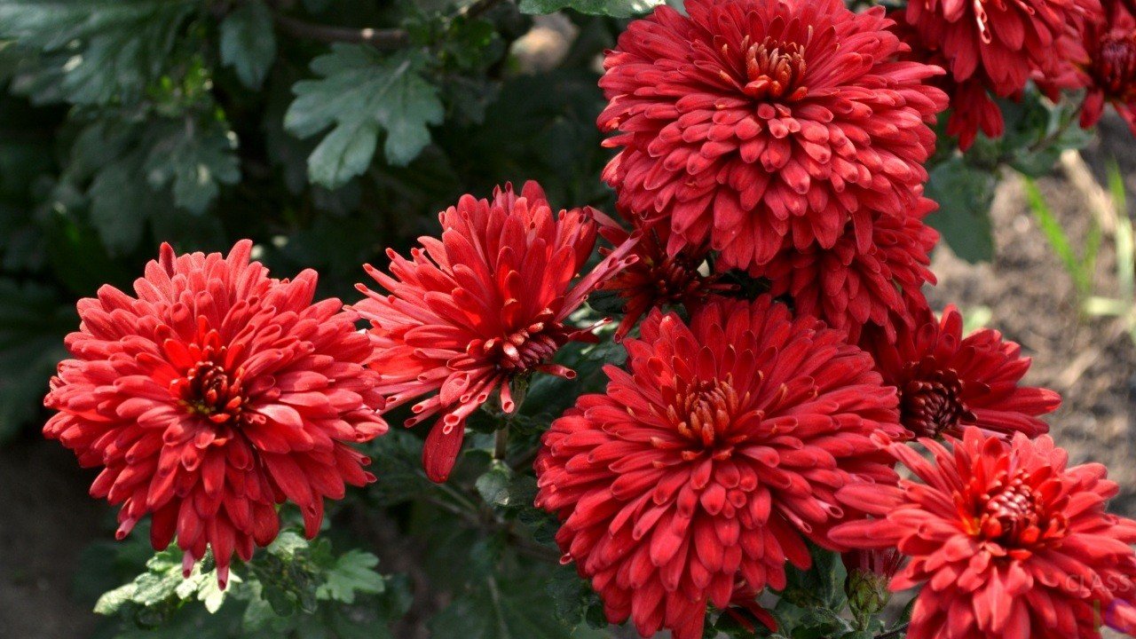 Perennial garden chrysanthemums: varieties, types and photos