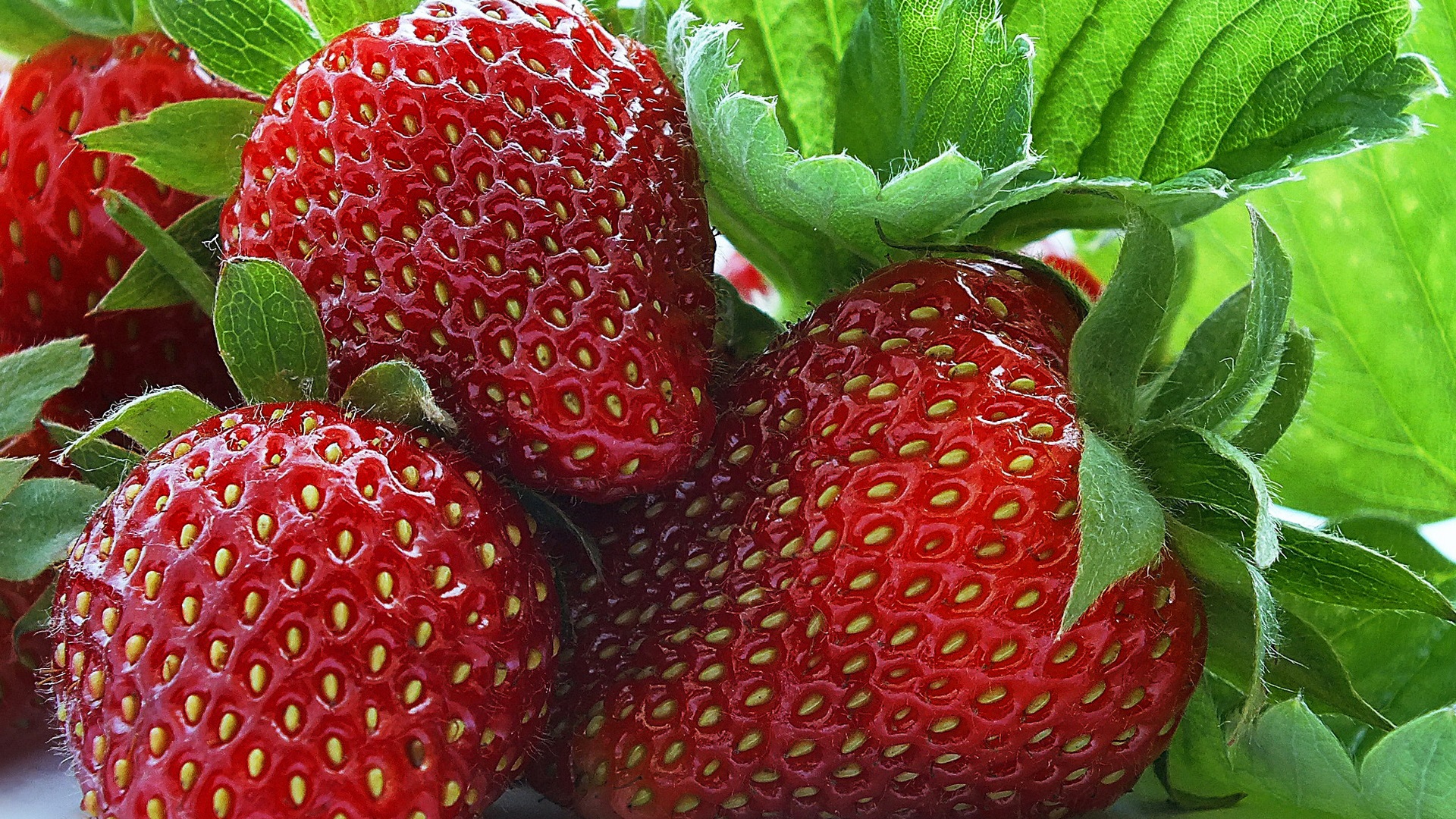 So that strawberries do not get sick: causes, symptoms of strawberry diseases and ways to protect against them